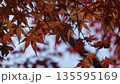 美しい紅葉 135595169
