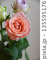 三色のバラ 三色のバラ 135595176