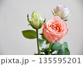 三色のバラ 三色のバラ 135595201