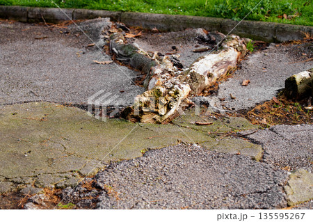 Exposed roots breaking through old asphalt in an urban park walkway after removal of mature tree Exposed roots breaking through old asphalt in an urban park walkway after removal of mature tree 135595267