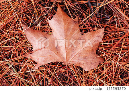 Single brown dry maple leaf on a carpet of fallen pine needles on forest ground. Seasonal nature detail. Top view. Single brown dry maple leaf on a carpet of fallen pine needles on forest ground. Seasonal nature detail. Top view. 135595270