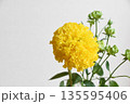 マリーゴールドとエクレール マリーゴールドとエクレール 135595406