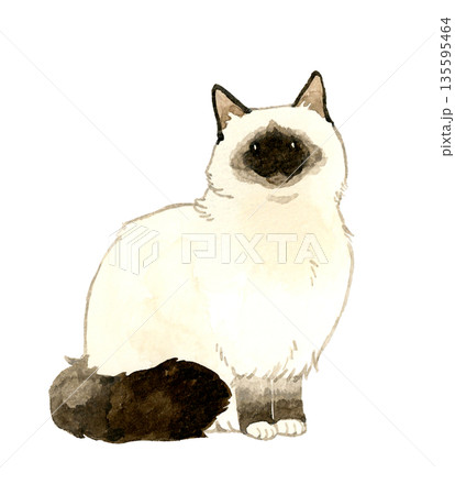 座るポイントカラーの長毛猫　ペット・動物の手描き水彩イラスト素材 135595464