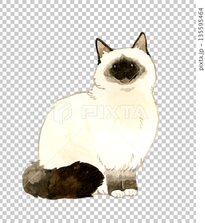 座るポイントカラーの長毛猫　ペット・動物の手描き水彩イラスト素材 135595464