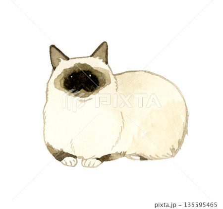 座る・リラックスしているポイントカラーの長毛猫　ペット・動物の手描き水彩イラスト素材 135595465