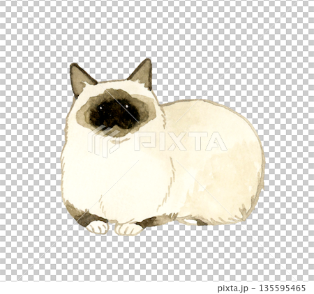 座る・リラックスしているポイントカラーの長毛猫　ペット・動物の手描き水彩イラスト素材 135595465