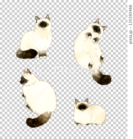 Set of long-haired cats with point colors. Hand-drawn watercolor illustrations of pets and animals. 135595466