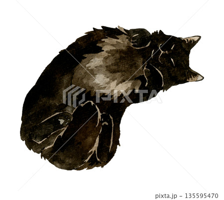 お腹を見せて寝る黒色の長毛猫　ペット・動物の手描き水彩イラスト素材 135595470