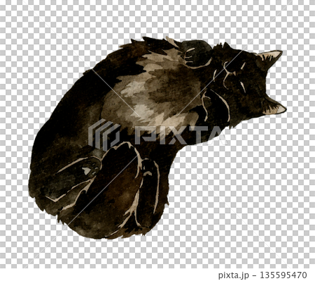 一隻黑色長毛貓露著肚子睡覺。手繪水彩寵物動物插畫。 135595470