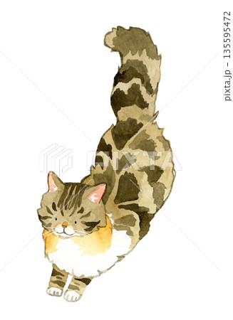 ジャンプ・着地しているノルウェージャンフォレストキャット ペット・動物の手描き水彩イラスト素材 ジャンプ・着地しているノルウェージャンフォレストキャット ペット・動物の手描き水彩イラスト素材 135595472