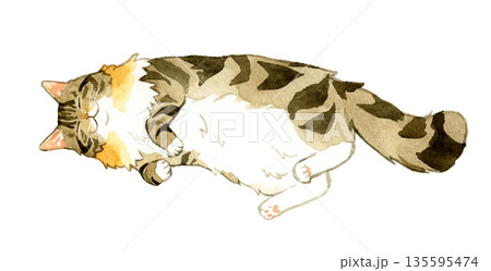 お腹を見せて寝るノルウェージャンフォレストキャット　ペット・動物の手描き水彩イラスト素材 135595474