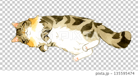 お腹を見せて寝るノルウェージャンフォレストキャット　ペット・動物の手描き水彩イラスト素材 135595474
