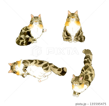 ノルウェージャンフォレストキャットのセット ペット・動物の手描き水彩イラスト素材 ノルウェージャンフォレストキャットのセット ペット・動物の手描き水彩イラスト素材 135595475
