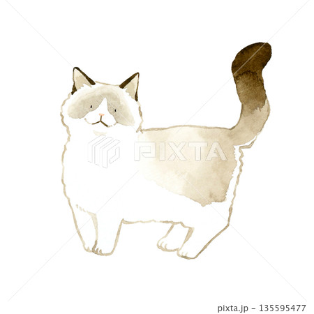 自然に立っているバイカラーのラグドール　ペット・動物の手描き水彩イラスト素材 135595477