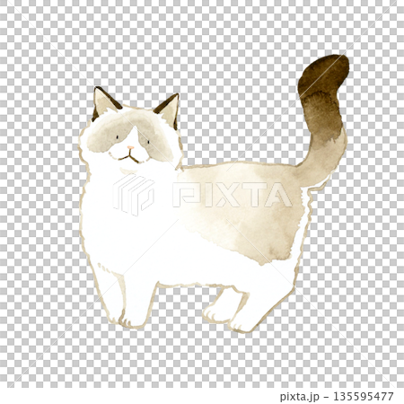 自然に立っているバイカラーのラグドール　ペット・動物の手描き水彩イラスト素材 135595477
