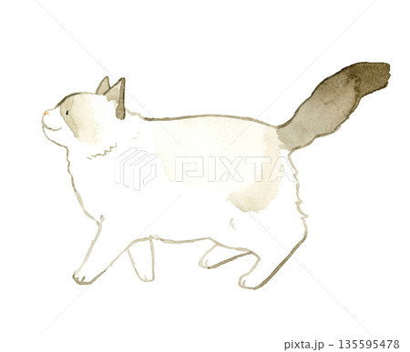 上を向いて歩くバイカラーのラグドール　ペット・動物の手描き水彩イラスト素材 135595478