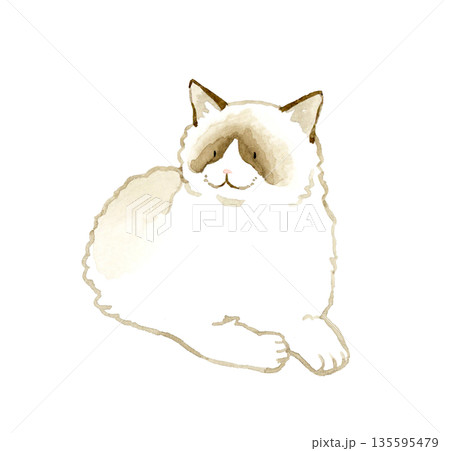 伏せている・リラックスしているバイカラーのラグドール　ペット・動物の手描き水彩イラスト素材 135595479