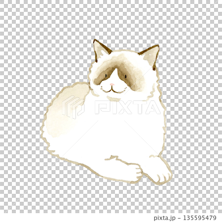 一隻雙色布偶貓躺著休息。手繪水彩寵物或動物插畫。 135595479