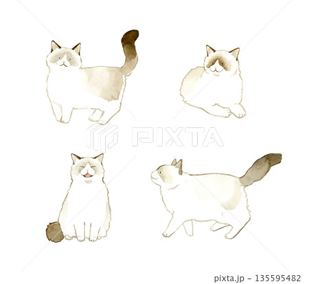 バイカラーのラグドールのセット　ペット・動物の手描き水彩イラスト素材 135595482