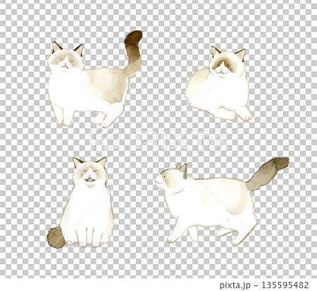 バイカラーのラグドールのセット　ペット・動物の手描き水彩イラスト素材 135595482