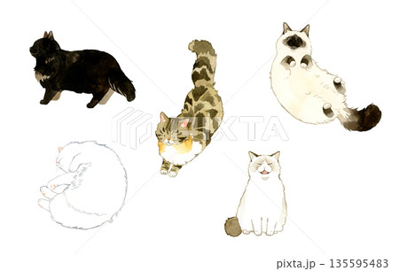 さまざまな種類・ポーズの長毛猫のセット ペット・動物の手描き水彩イラスト素材 さまざまな種類・ポーズの長毛猫のセット ペット・動物の手描き水彩イラスト素材 135595483