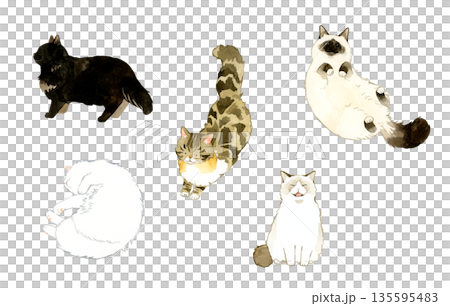 Set of long-haired cats of various types and poses. Hand-drawn watercolor illustrations of pets and animals. 135595483