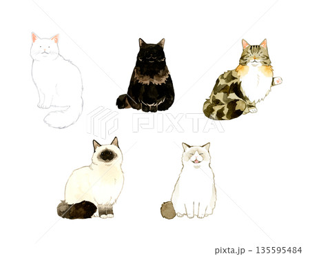 座る色々な種類の長毛猫のセット ペット・動物の手描き水彩イラスト素材 座る色々な種類の長毛猫のセット ペット・動物の手描き水彩イラスト素材 135595484