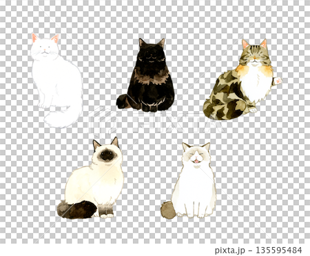 一組不同類型坐姿長毛貓的插畫。手繪水彩寵物及動物插畫。 135595484