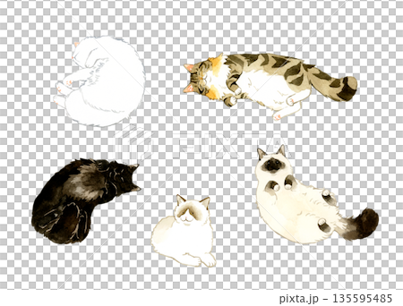 寝ている・リラックスしている色々な種類の長毛猫のセット　ペット・動物の手描き水彩イラスト素材 135595485