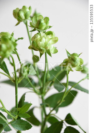 エクレール 135595533