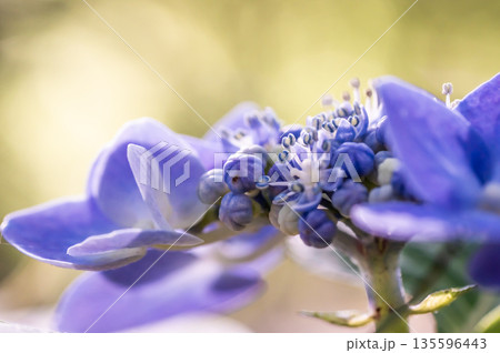 額紫陽花の花と蕾 135596443
