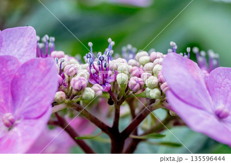 額紫陽花の花 135596444
