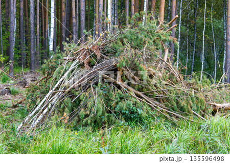 Pile of tree branches in a forest Pile of tree branches in a forest 135596498