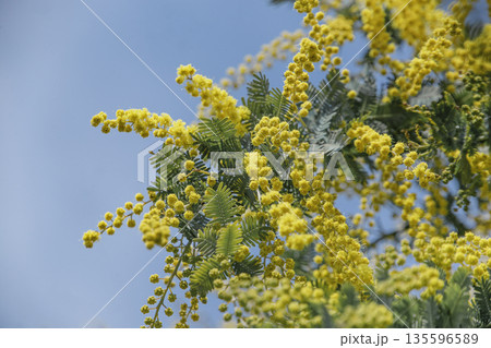青空に映えるミモザの花 ふわふわ黄色（コピースペース） 135596589