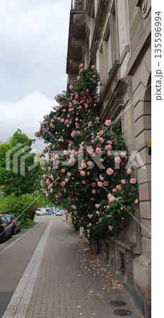 Huge pink rosebush climbing the side of a residential building, mobile photo. Concept of gardening, nature, architecture, authenticity. Huge pink rosebush climbing the side of a residential building, mobile photo. Concept of gardening, nature, architecture, authenticity. 135596994