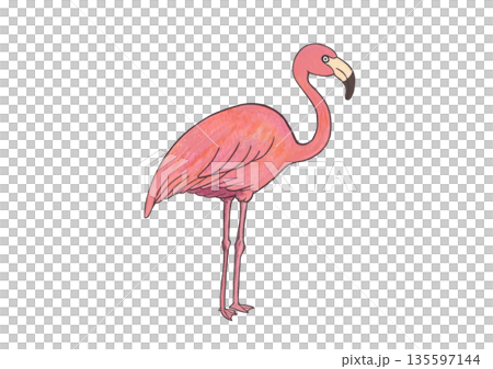 火烈鳥 135597144