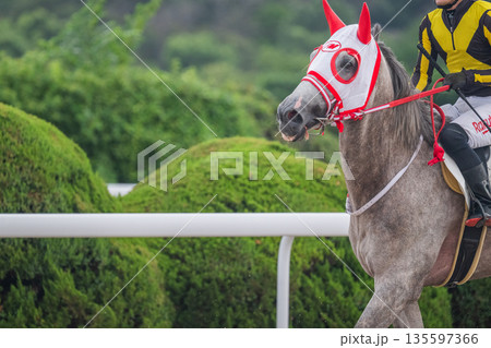競馬の風景 135597366