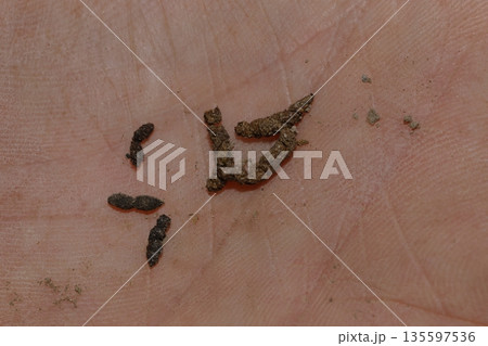 Droppings from two different species of bats. Droppings from two different species of bats. 135597536