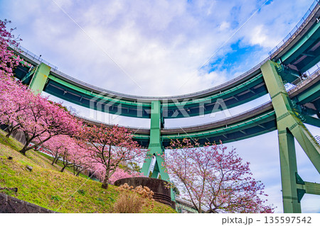 (静岡県)河津桜咲く、河津七滝ループ橋 (静岡県)河津桜咲く、河津七滝ループ橋 135597542