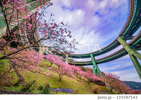 (静岡県)河津桜咲く、河津七滝ループ橋 (静岡県)河津桜咲く、河津七滝ループ橋 135597543