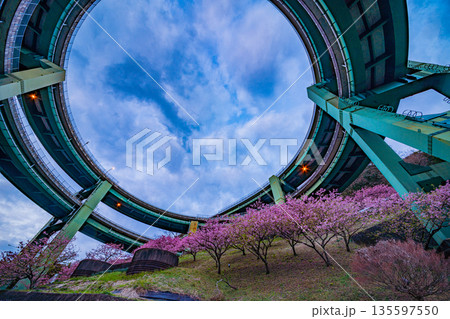 (静岡県)河津桜咲く、河津七滝ループ橋 (静岡県)河津桜咲く、河津七滝ループ橋 135597550