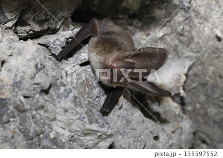 Canary long-eared bat. Canary long-eared bat. 135597552