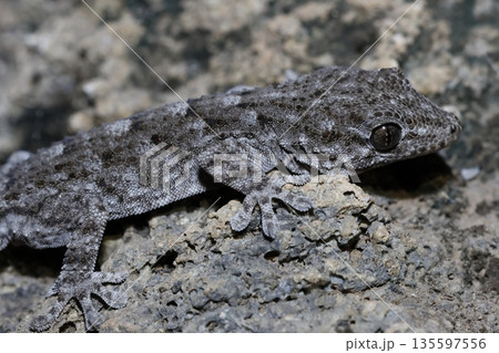 Tenerife gecko Tarentola delalandii. Tenerife gecko Tarentola delalandii. 135597556