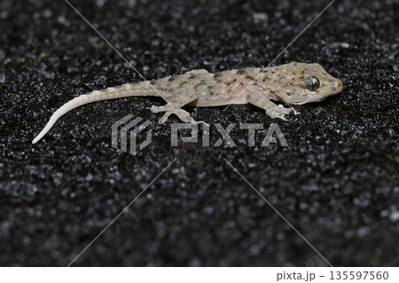 Juvenile Tenerife gecko. 135597560