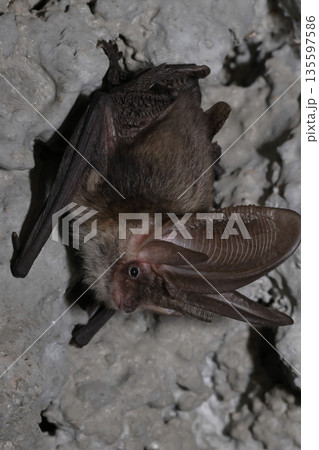 Canary long-eared bat. Canary long-eared bat. 135597586