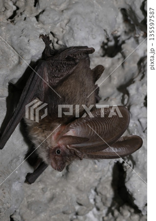 Canary long-eared bat. 135597587