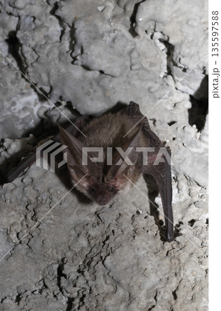 Canary long-eared bat. Canary long-eared bat. 135597588