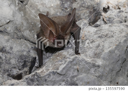 Canary long-eared bat. Canary long-eared bat. 135597590