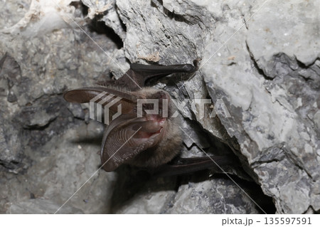 Canary long-eared bat. Canary long-eared bat. 135597591