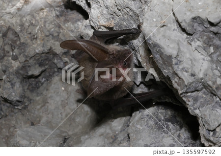 Canary long-eared bat. 135597592
